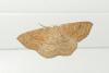 Cyclophora ruficiliaria